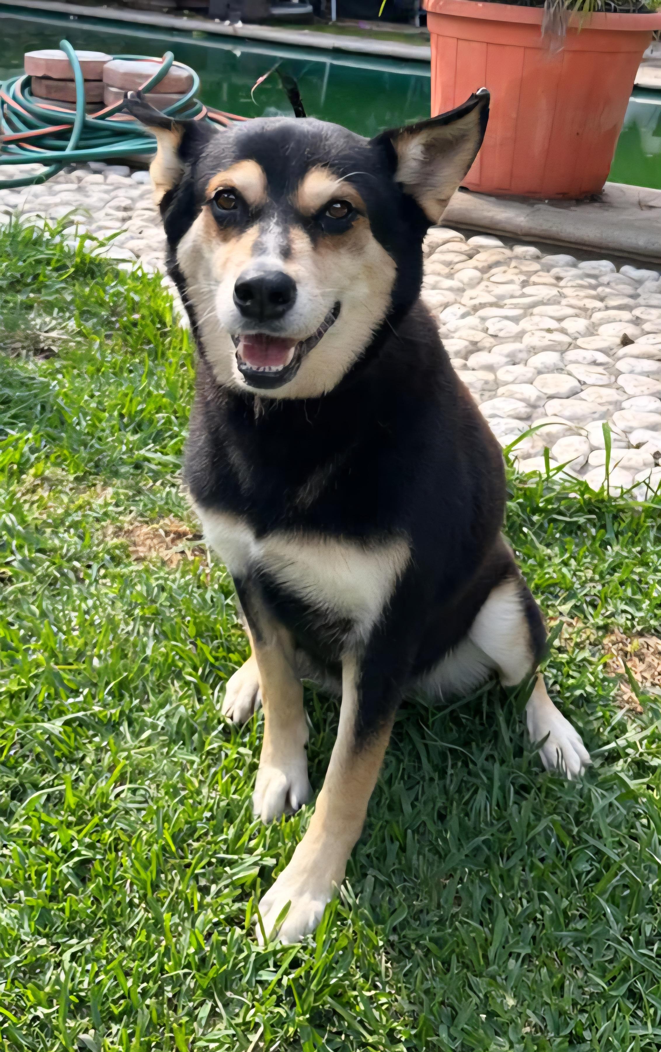 Enlarge Ivanka, a Adoptable mixed breed in San Francisco, CA image 2/2