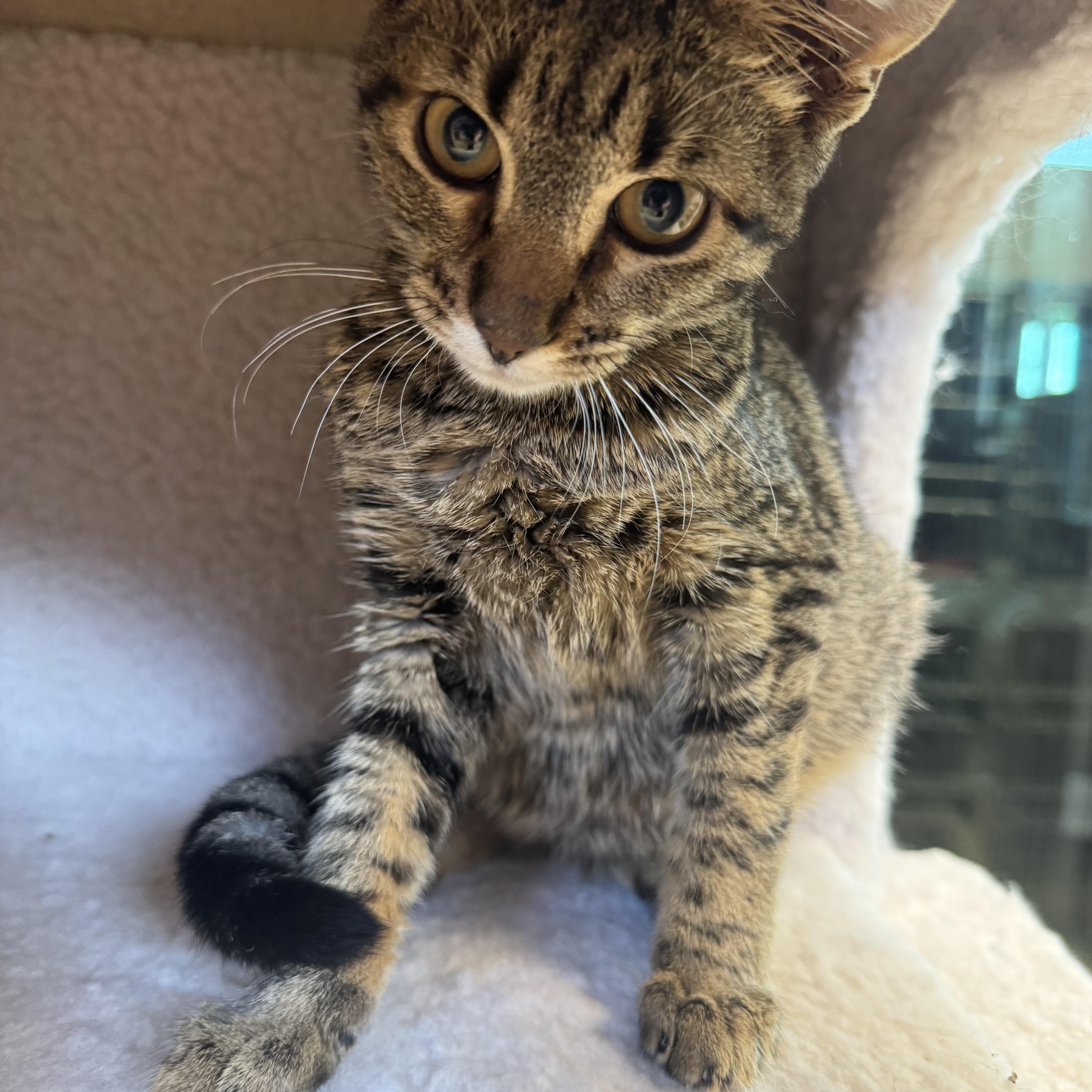 Picchu, a ADOPTABLE Domestic Short Hair in Liberty, MO image 1/5