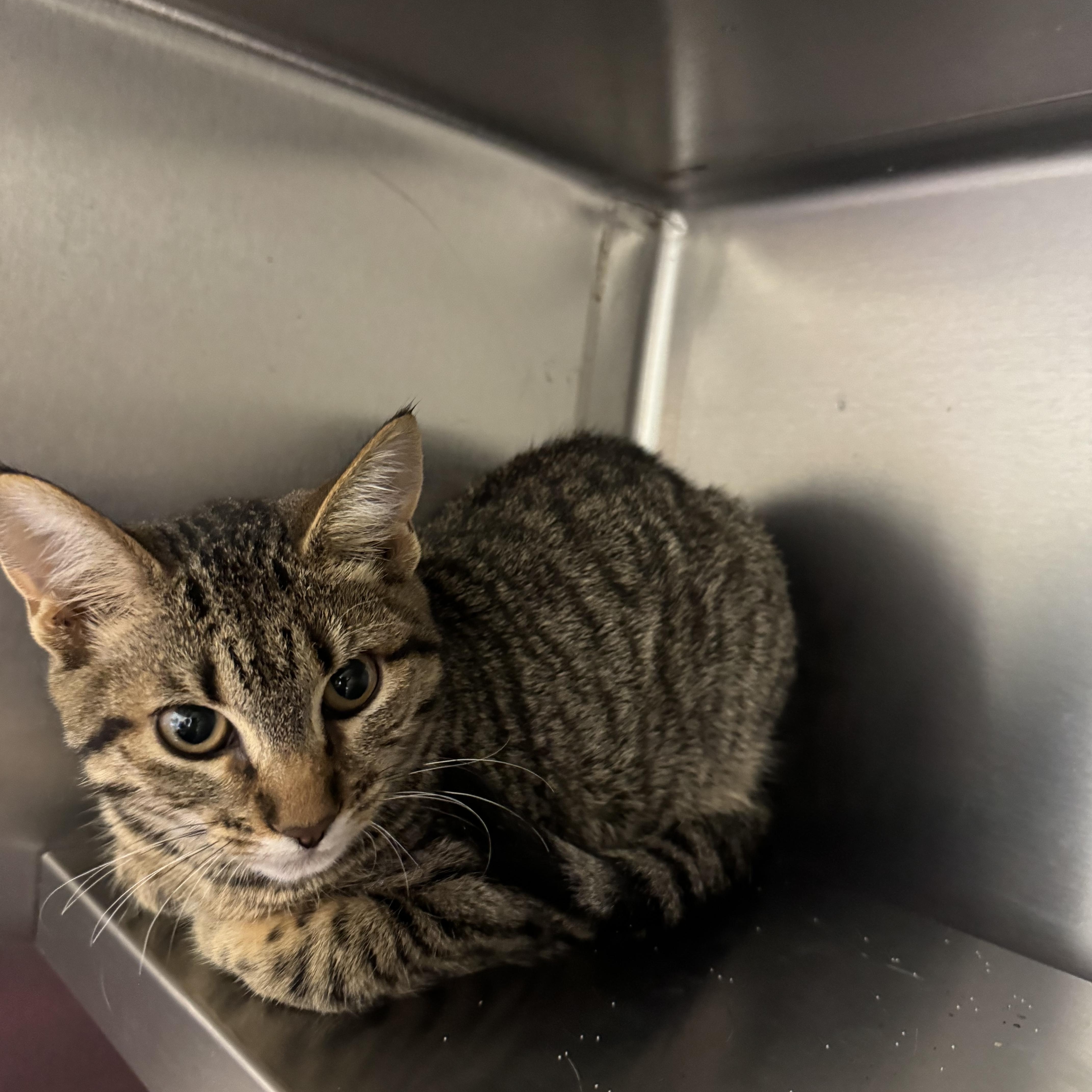 Enlarge Picchu, a ADOPTABLE Domestic Short Hair in Liberty, MO image 3/3