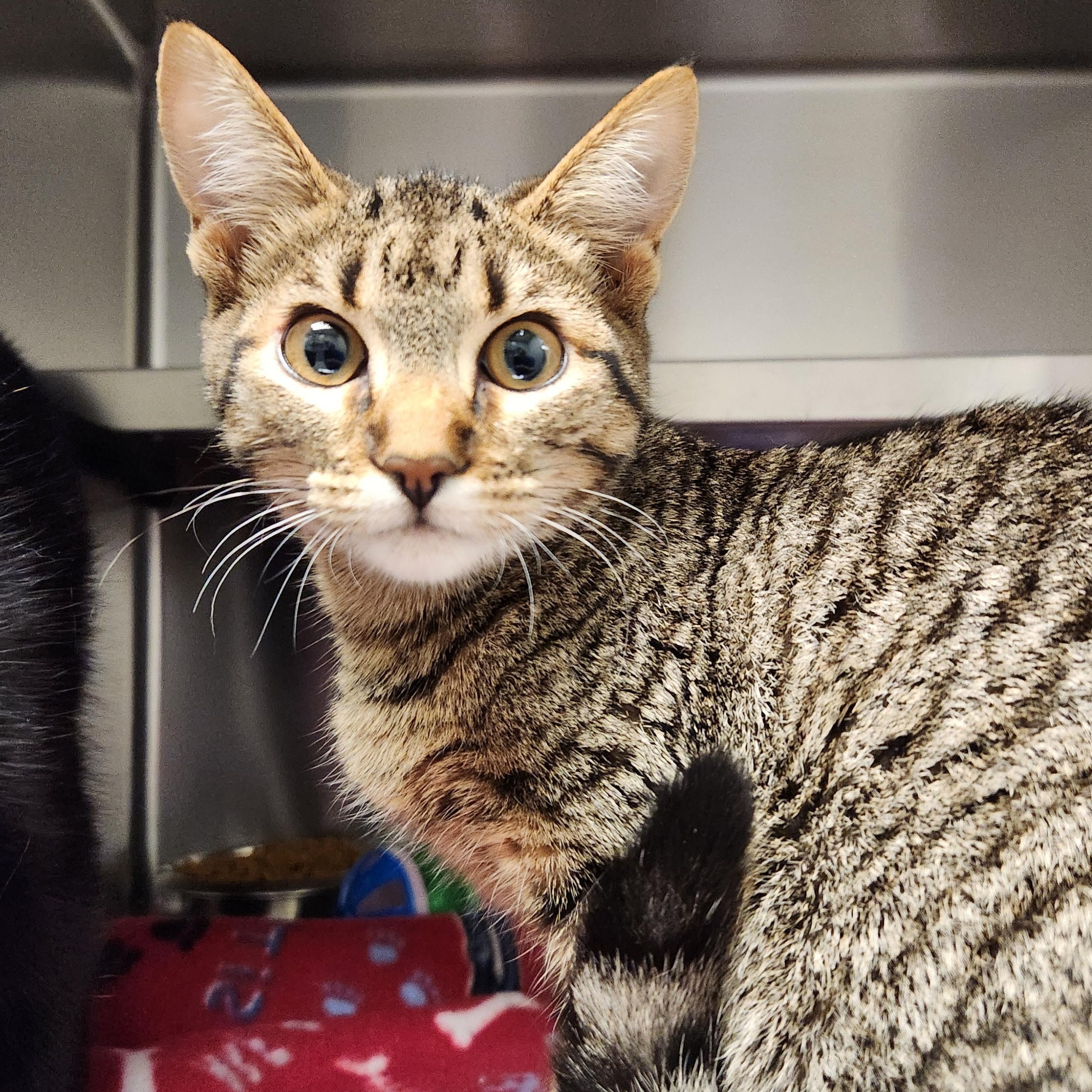 Picchu, ADOPTABLE, Kitten Female Domestic Short Hair.