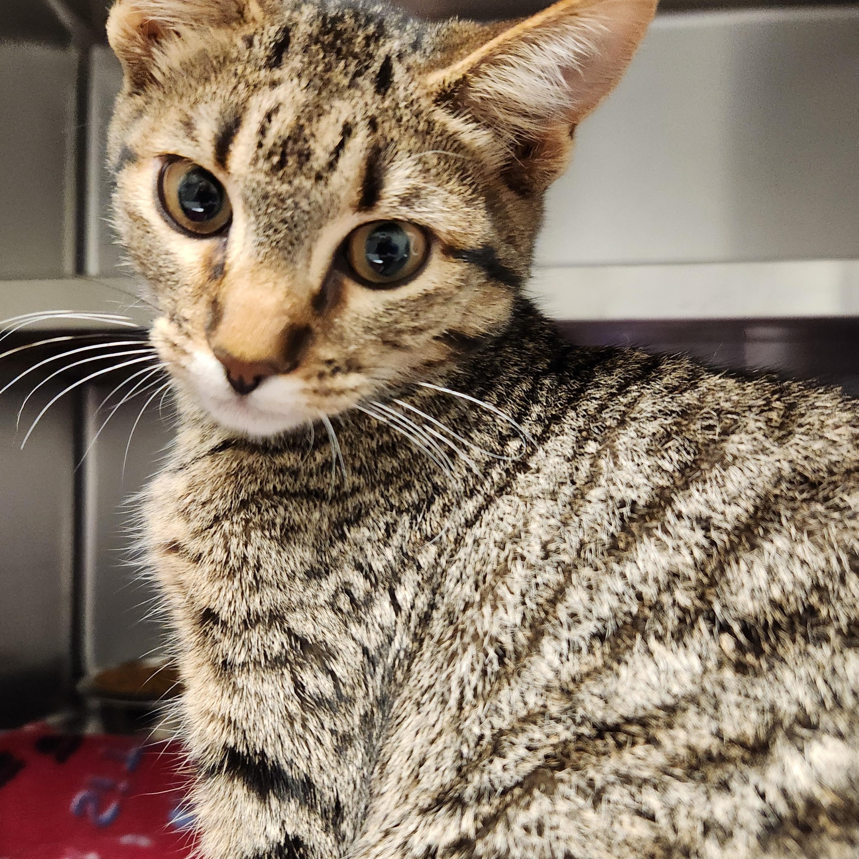 Enlarge Picchu, a ADOPTABLE Domestic Short Hair in Liberty, MO image 2/3
