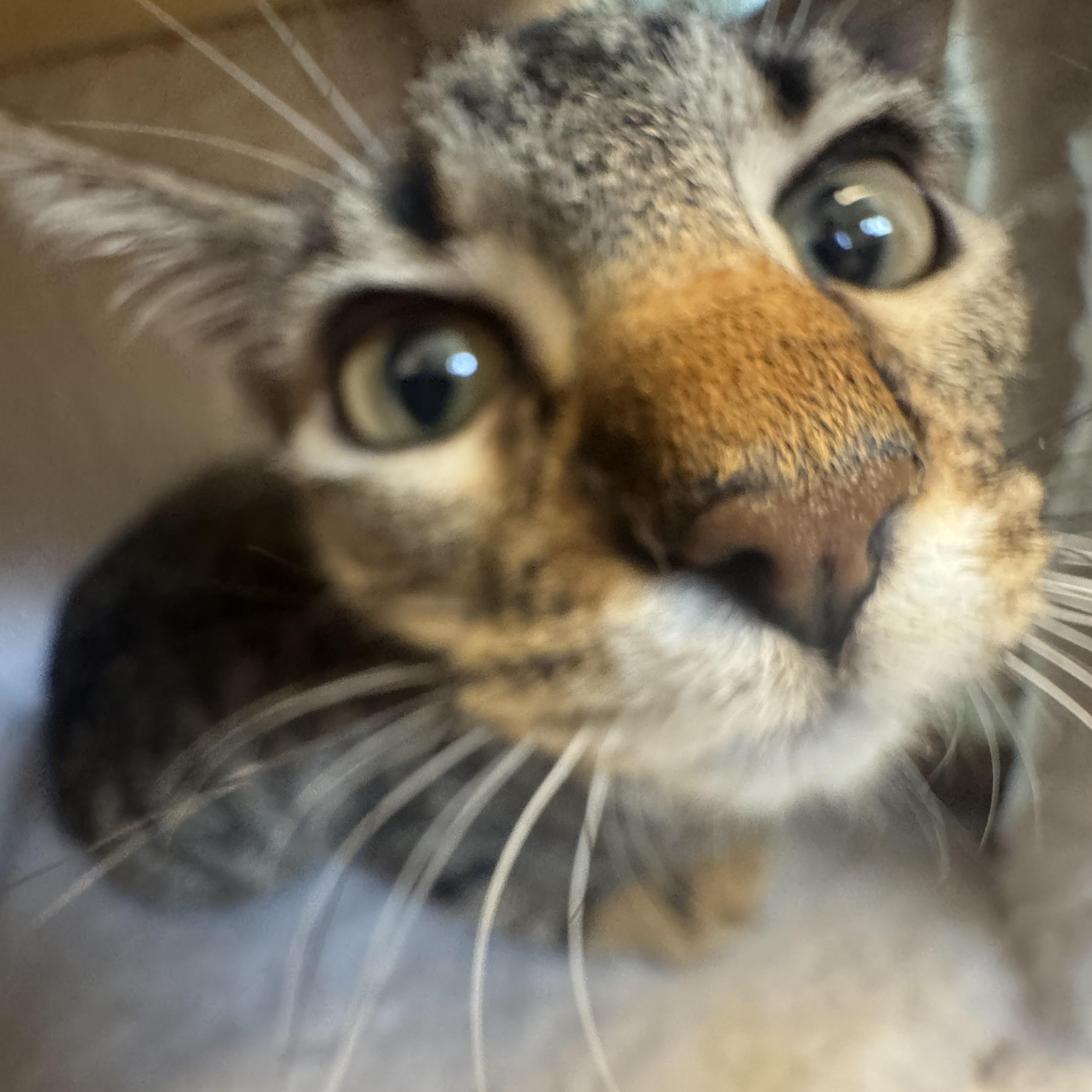 Picchu, a ADOPTABLE Domestic Short Hair in Liberty, MO image 3/5