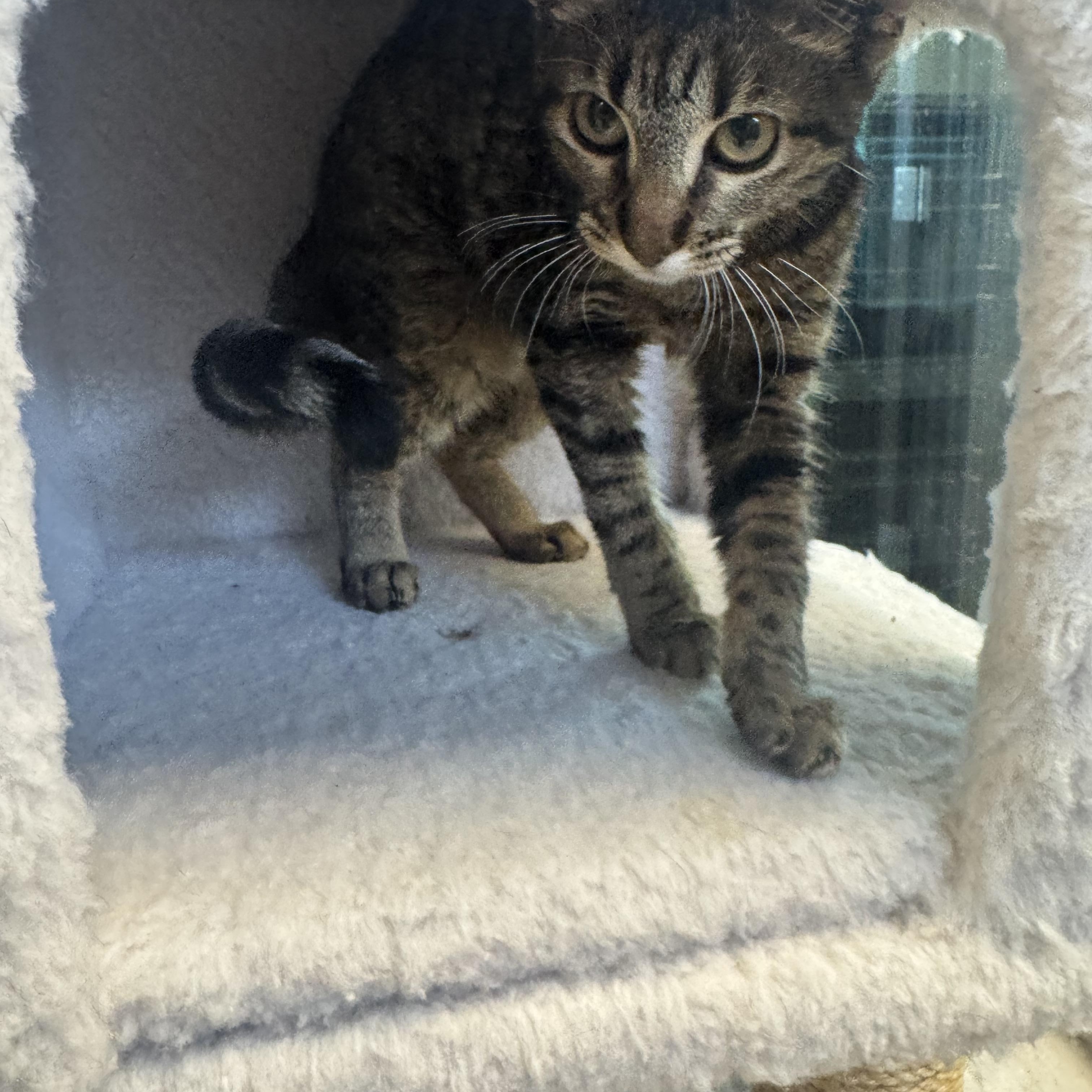 Picchu, a ADOPTABLE Domestic Short Hair in Liberty, MO image 4/5