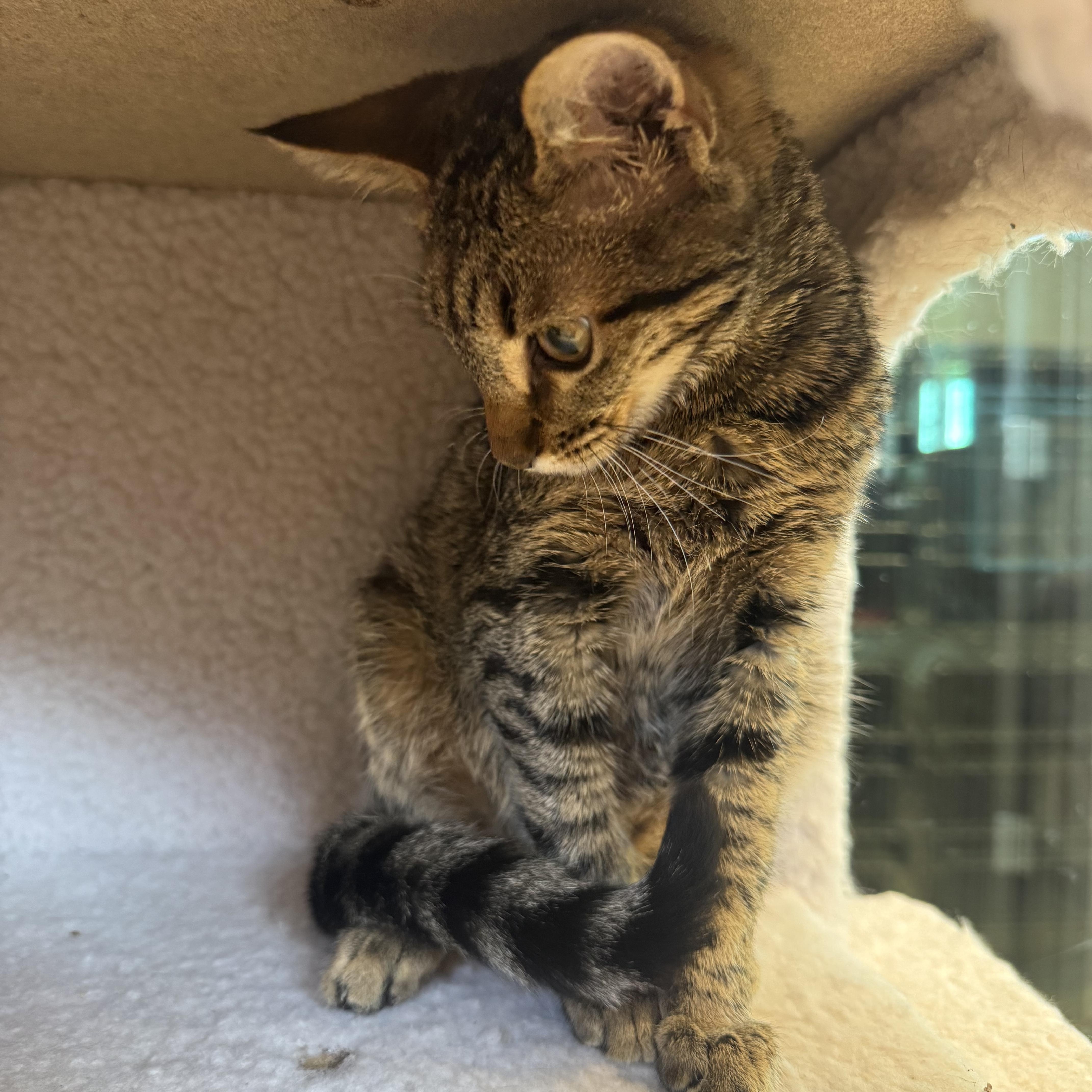 Picchu, a ADOPTABLE Domestic Short Hair in Liberty, MO image 2/5