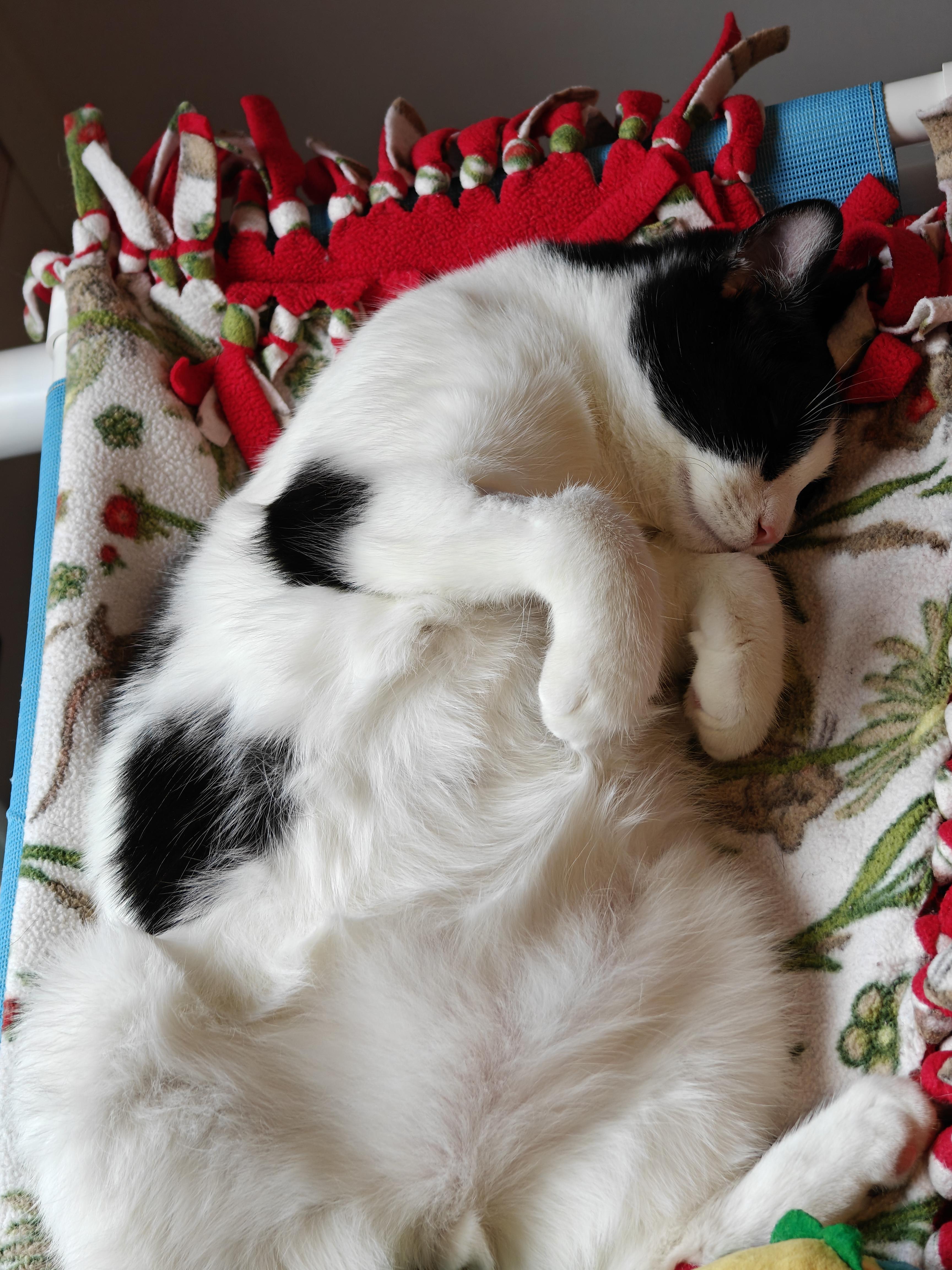 Enlarge Fleetwood , a ADOPTABLE Tuxedo in New Britain, CT image 3/6