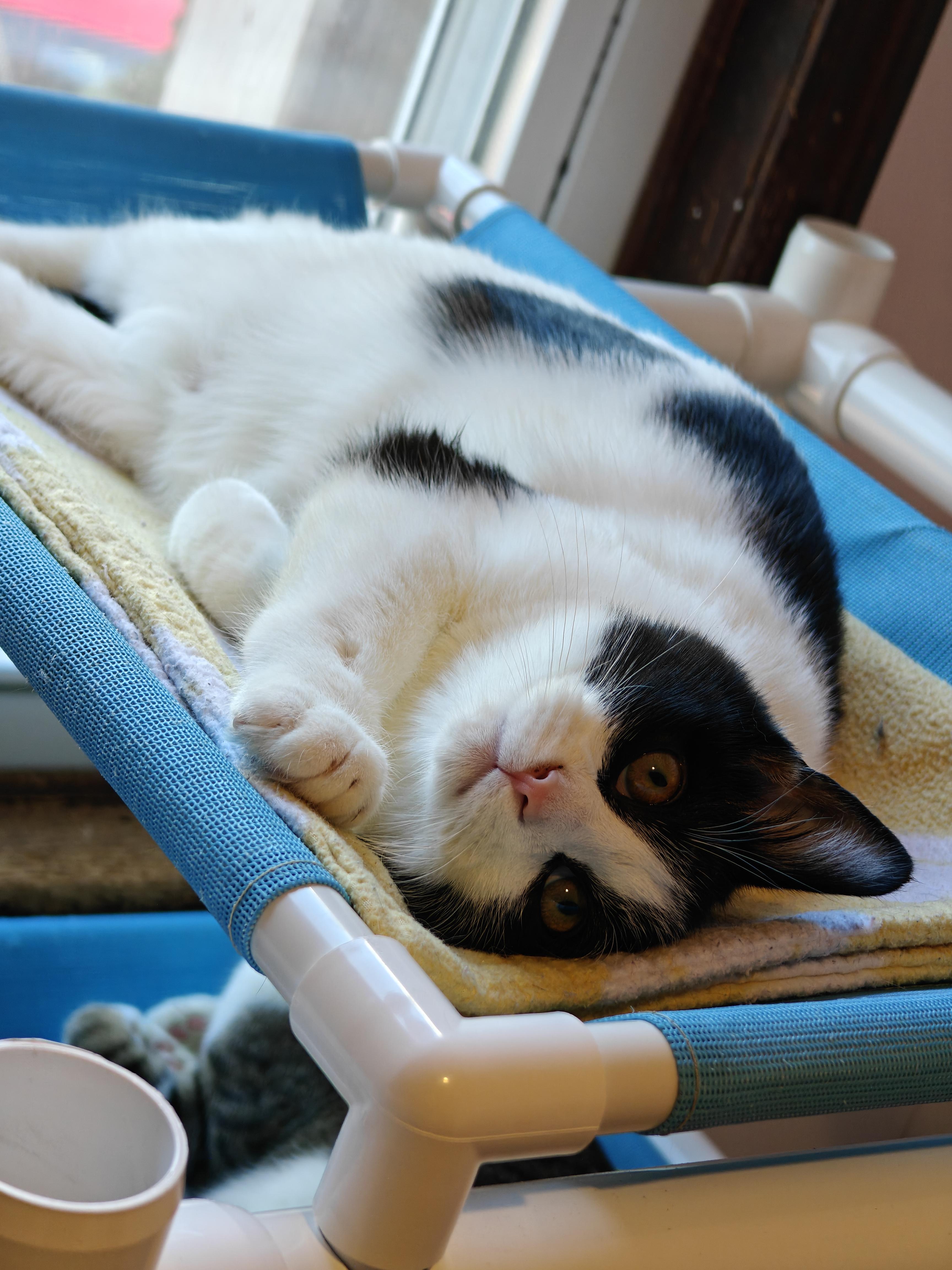 Enlarge Fleetwood , a ADOPTABLE Tuxedo in New Britain, CT image 4/6