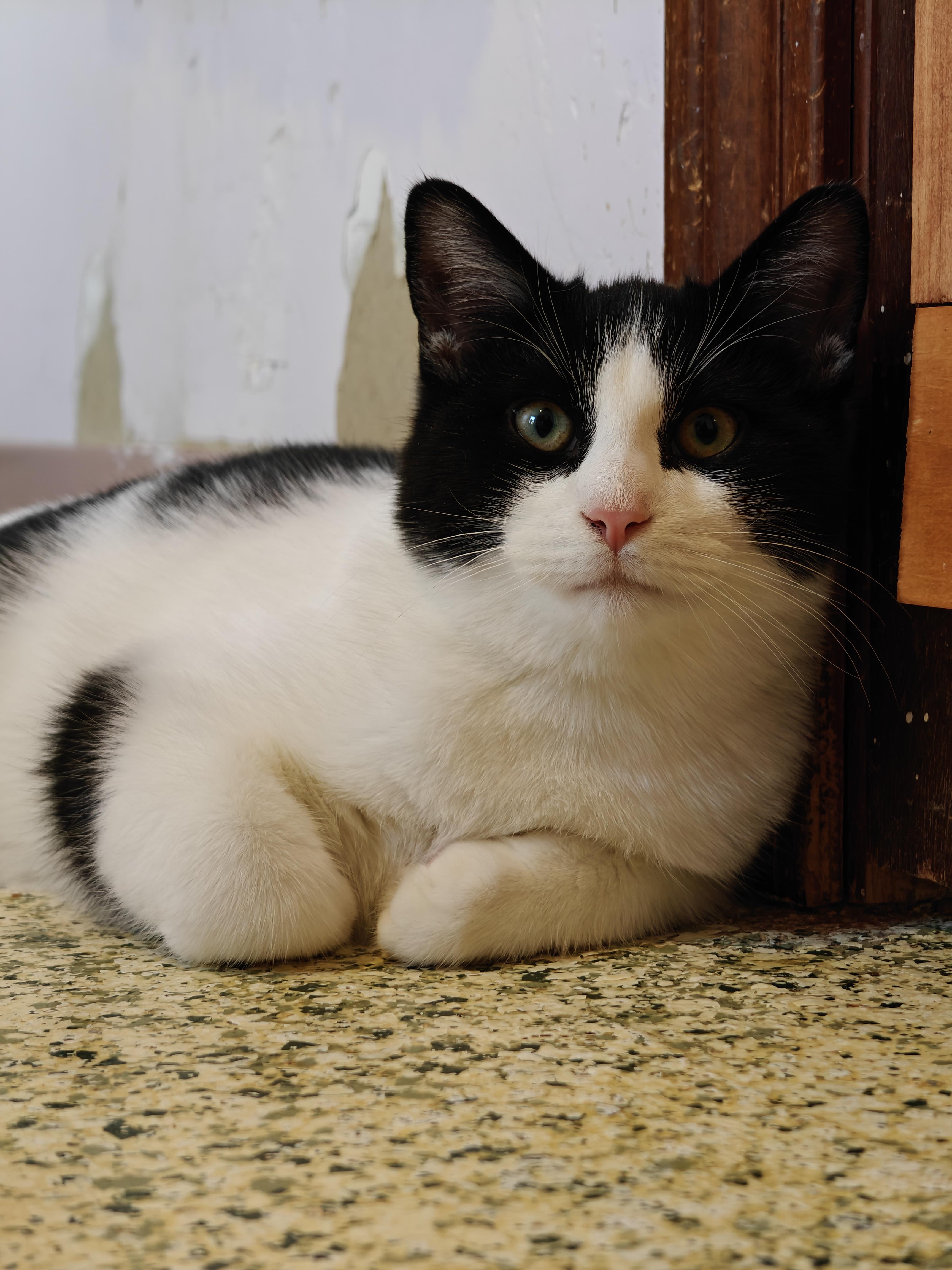 Enlarge Fleetwood , a ADOPTABLE Tuxedo in New Britain, CT image 5/6