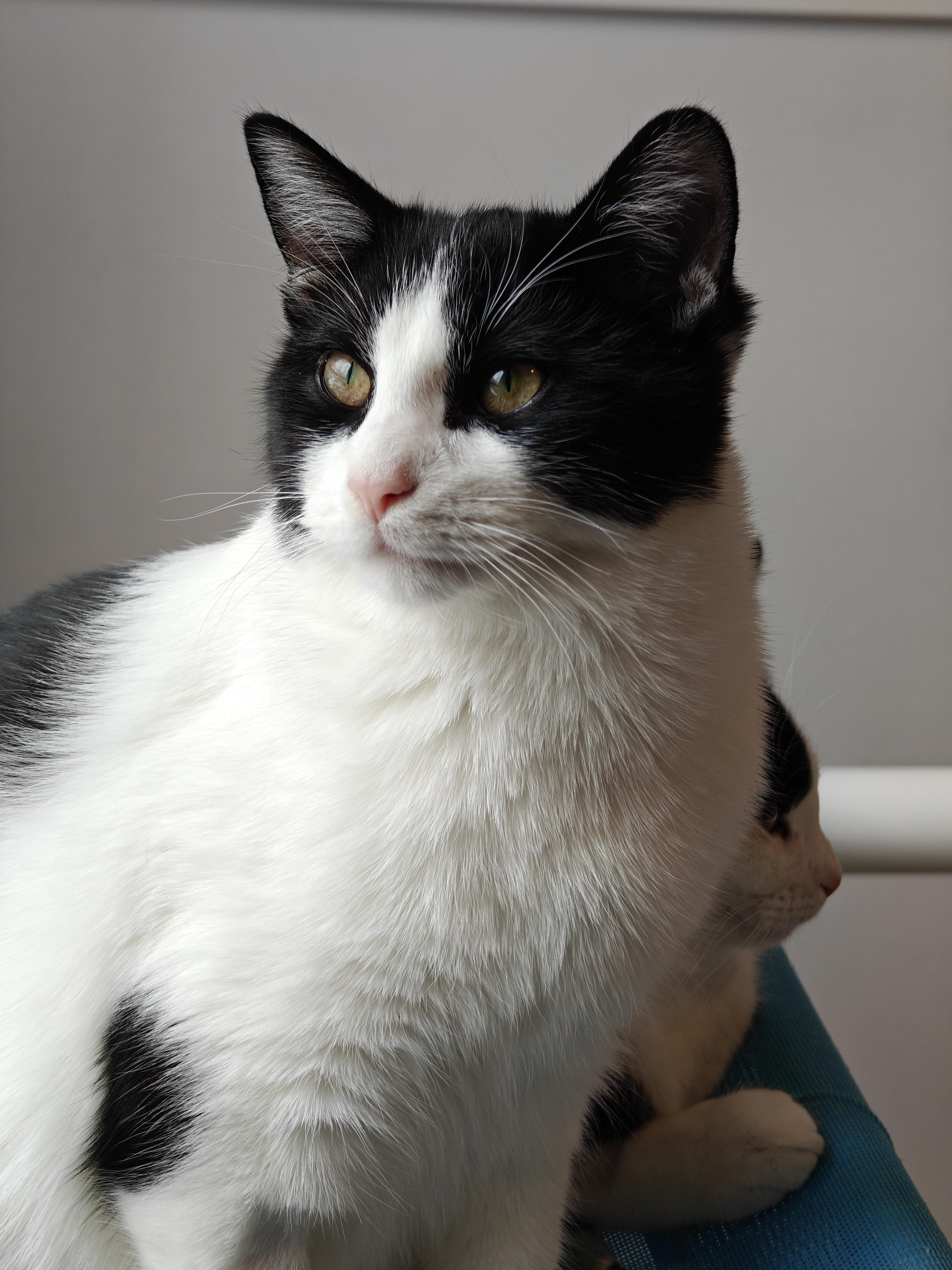 Fleetwood , ADOPTABLE, Kitten Male Tuxedo.