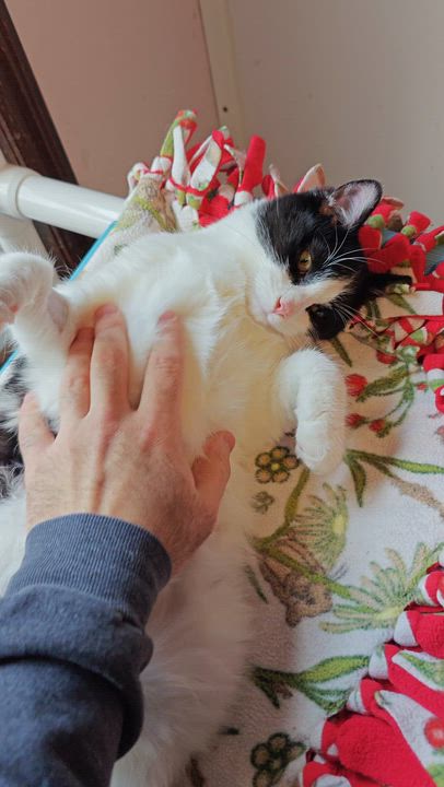 Enlarge Fleetwood , a ADOPTABLE Tuxedo in New Britain, CT video 6/6