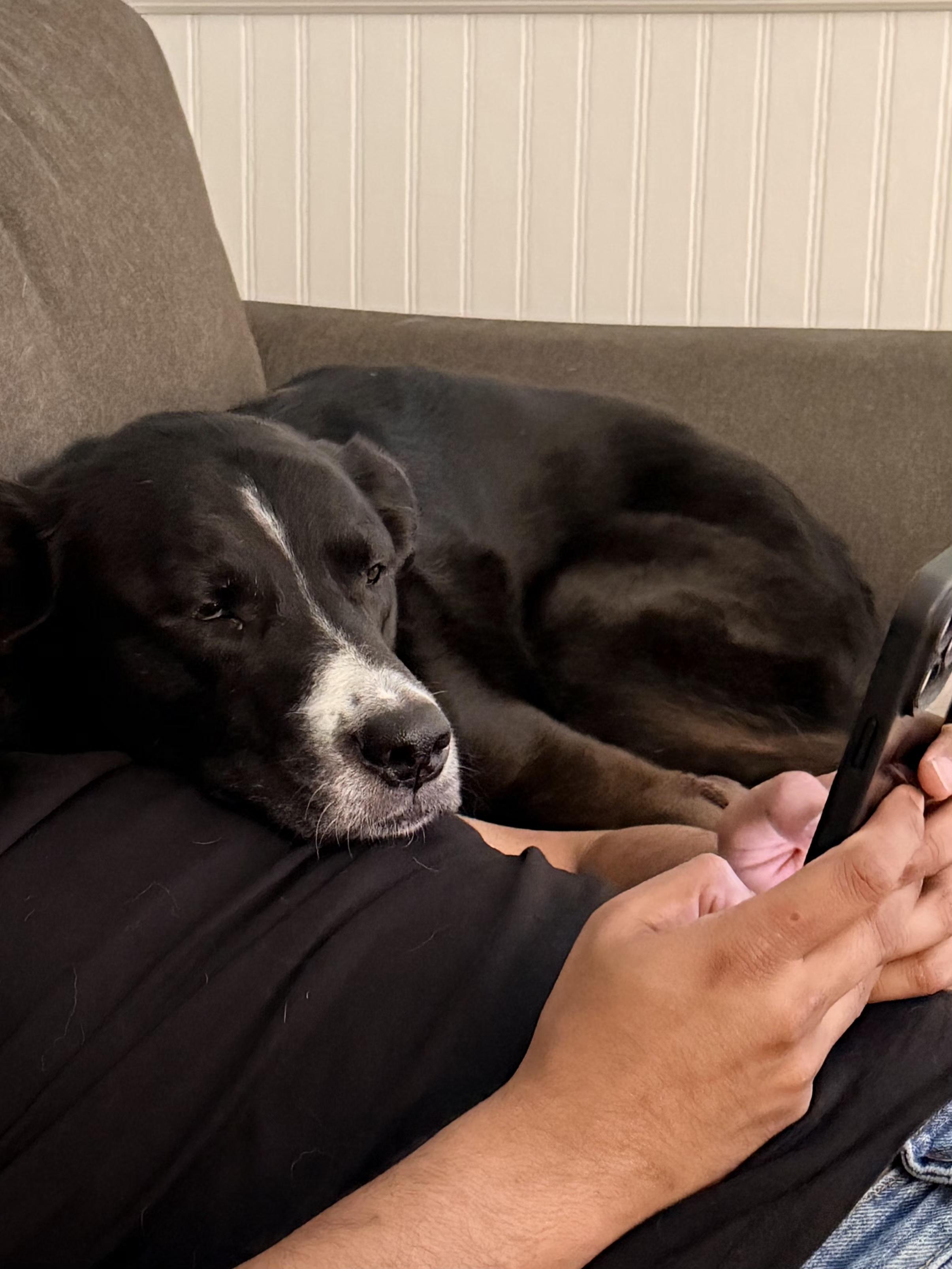 Jax (& Penny), an adoptable mixed breed in Wayne, NJ image 3/4