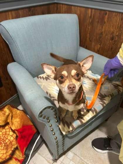 Nugget, Adoptable, Adult Male Chihuahua & Mixed Breed.
