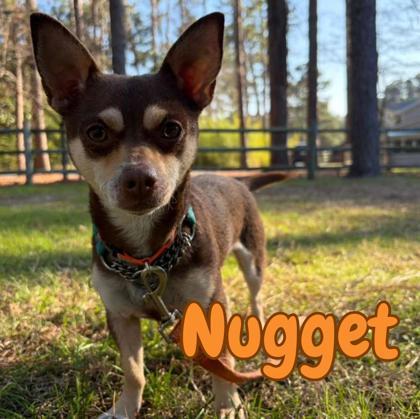 Enlarge Nugget, a Adoptable mixed breed in Southern Pines, NC image 2/3