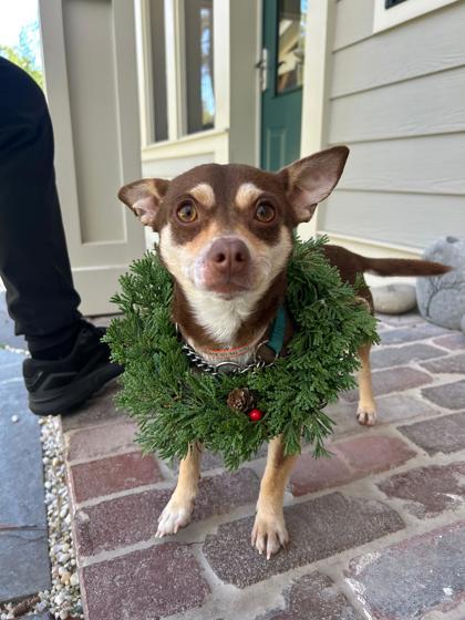 Enlarge Nugget, a Adoptable mixed breed in Southern Pines, NC image 3/3