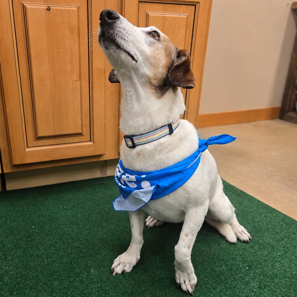 Cotton, Adoptable, Adult Female Dachshund & Mixed Breed.