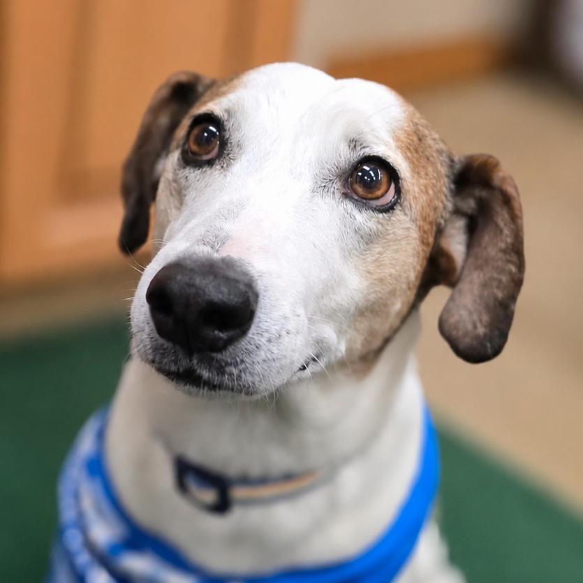 Enlarge Cotton, a Adoptable mixed breed in Wickenburg, AZ image 2/3