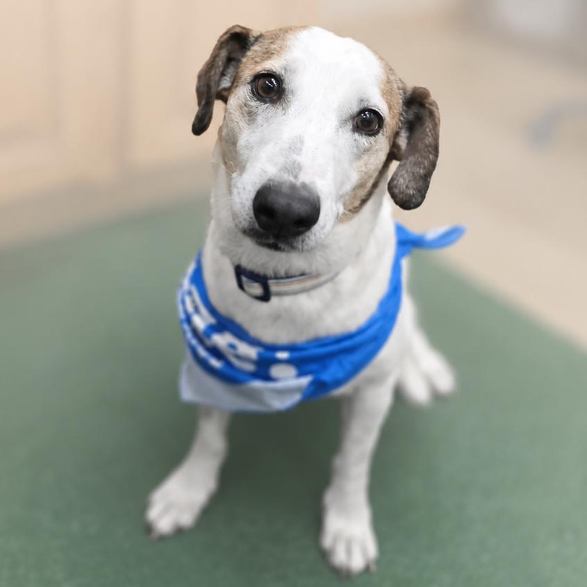 Enlarge Cotton, a Adoptable mixed breed in Wickenburg, AZ image 3/3