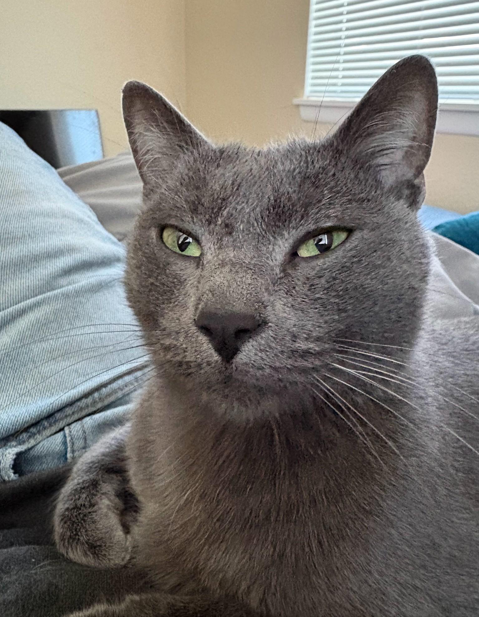 Russian Blues for Adoption in Homestead Meadows North, Texas