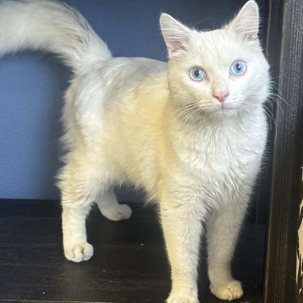 Duke — thumbnail 2