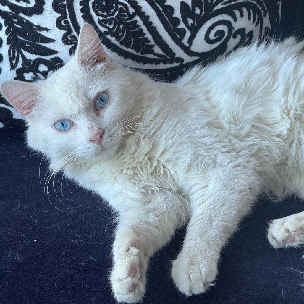 Duke — thumbnail 3