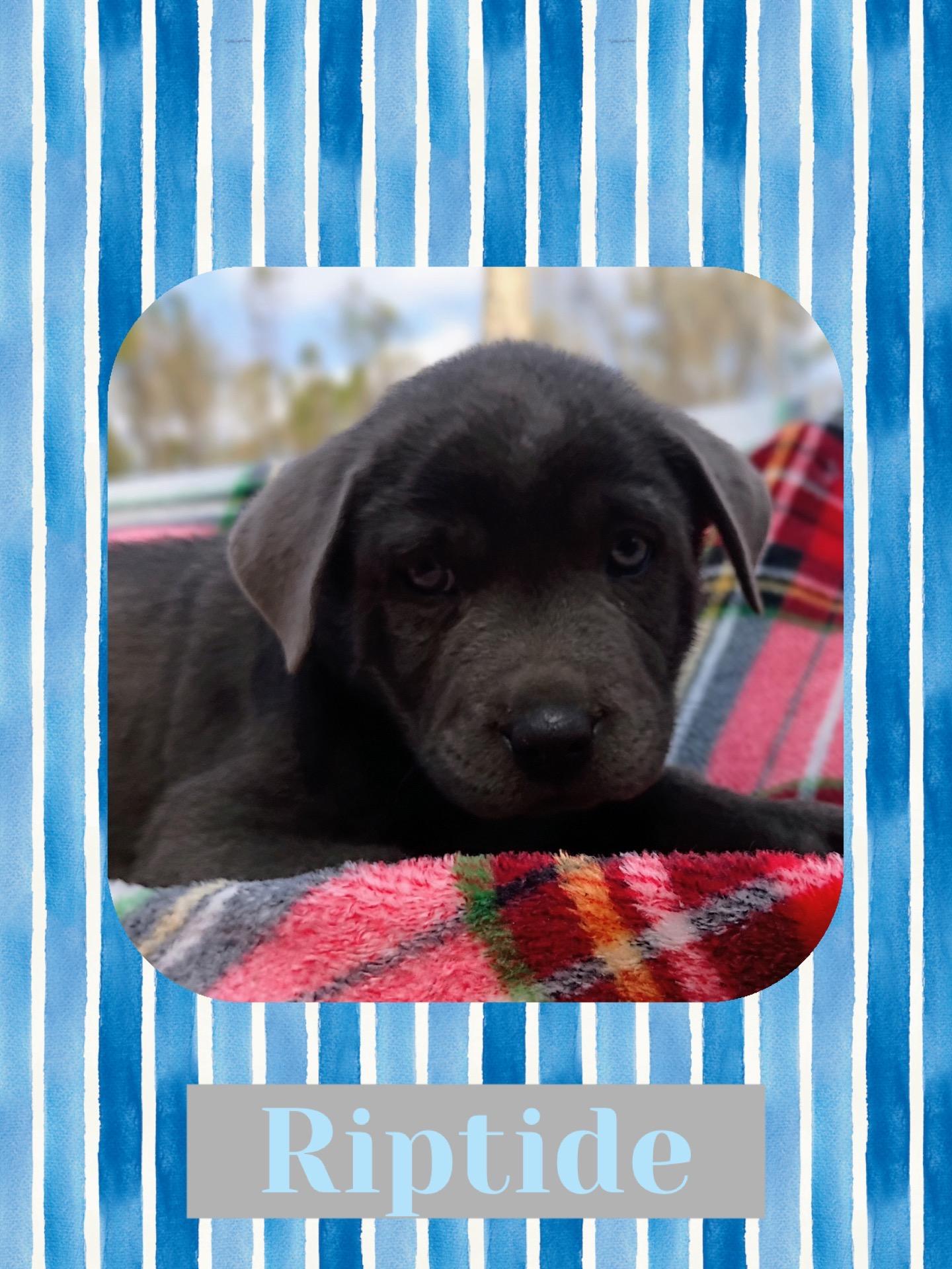 Riptide, adopted, Puppy Male Labrador Retriever.