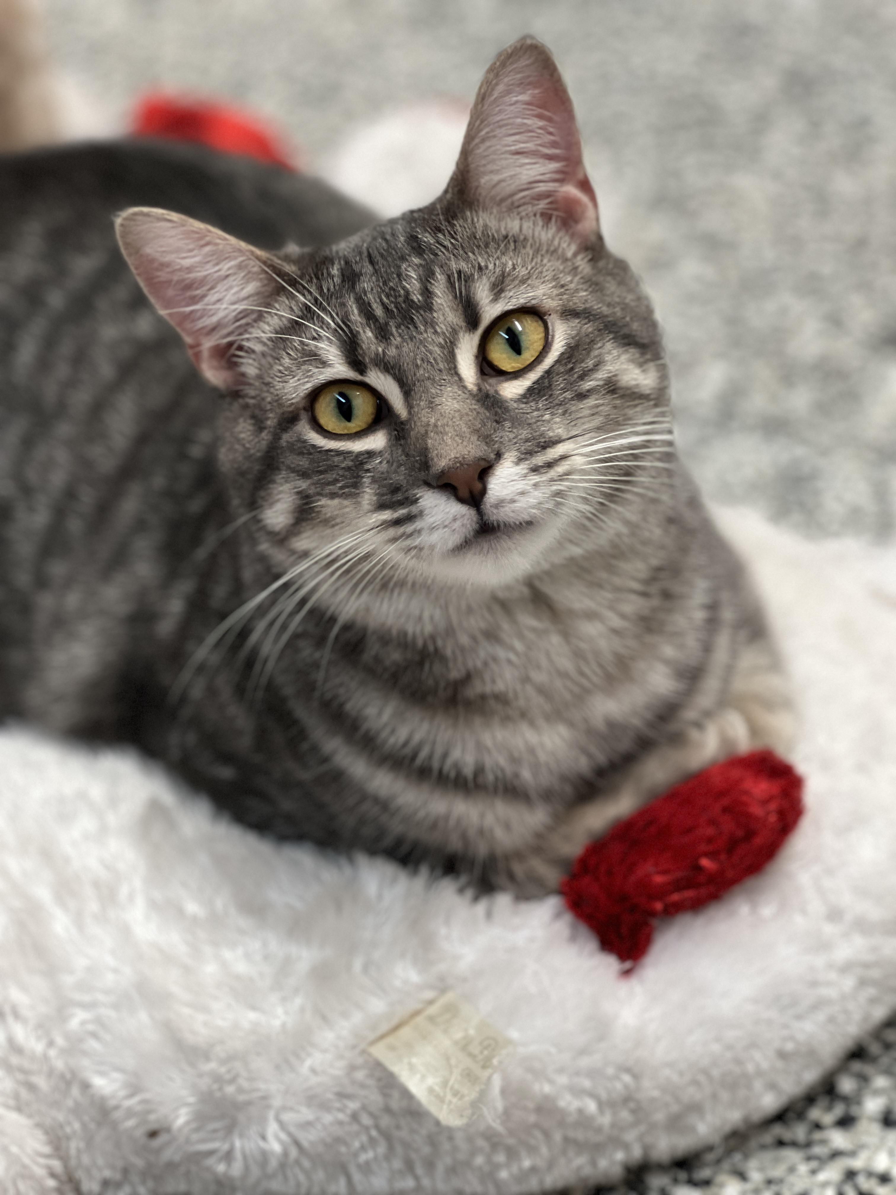 elijah, a Adoptable Domestic Short Hair in Sautee Nacoochee, GA image 3/6