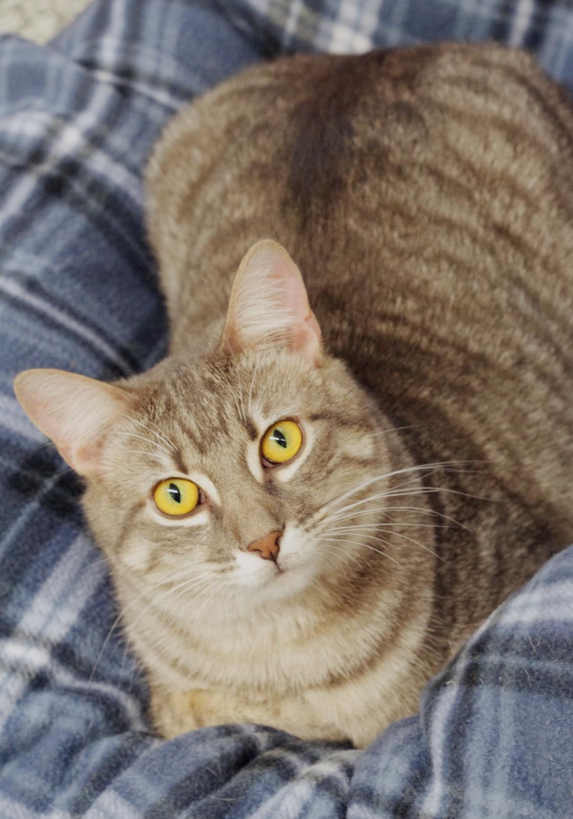 elijah, a Adoptable Domestic Short Hair in Sautee Nacoochee, GA image 2/6