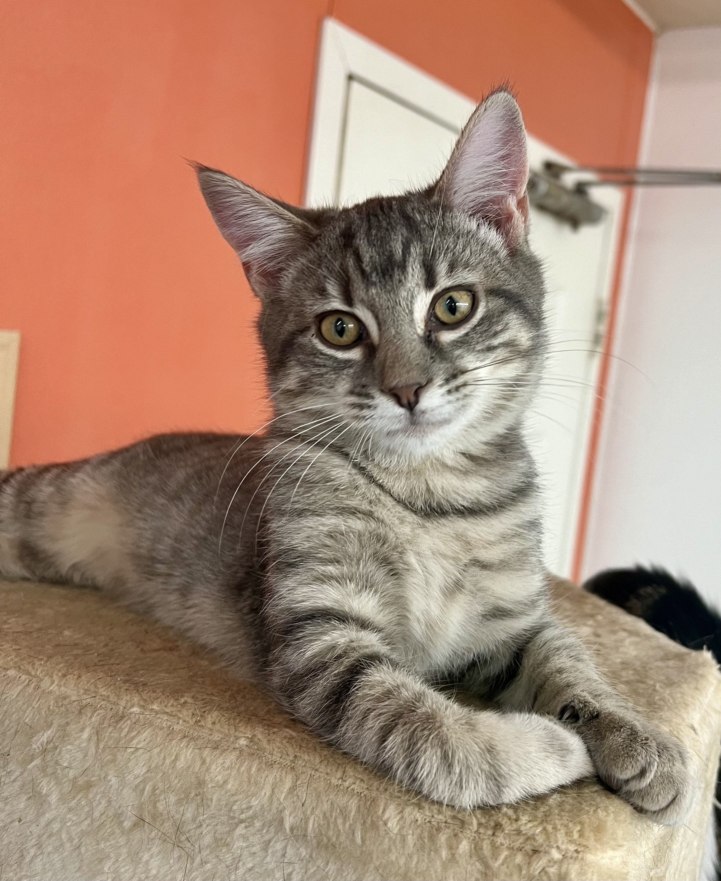 elijah, a Adoptable Domestic Short Hair in Sautee Nacoochee, GA image 5/6