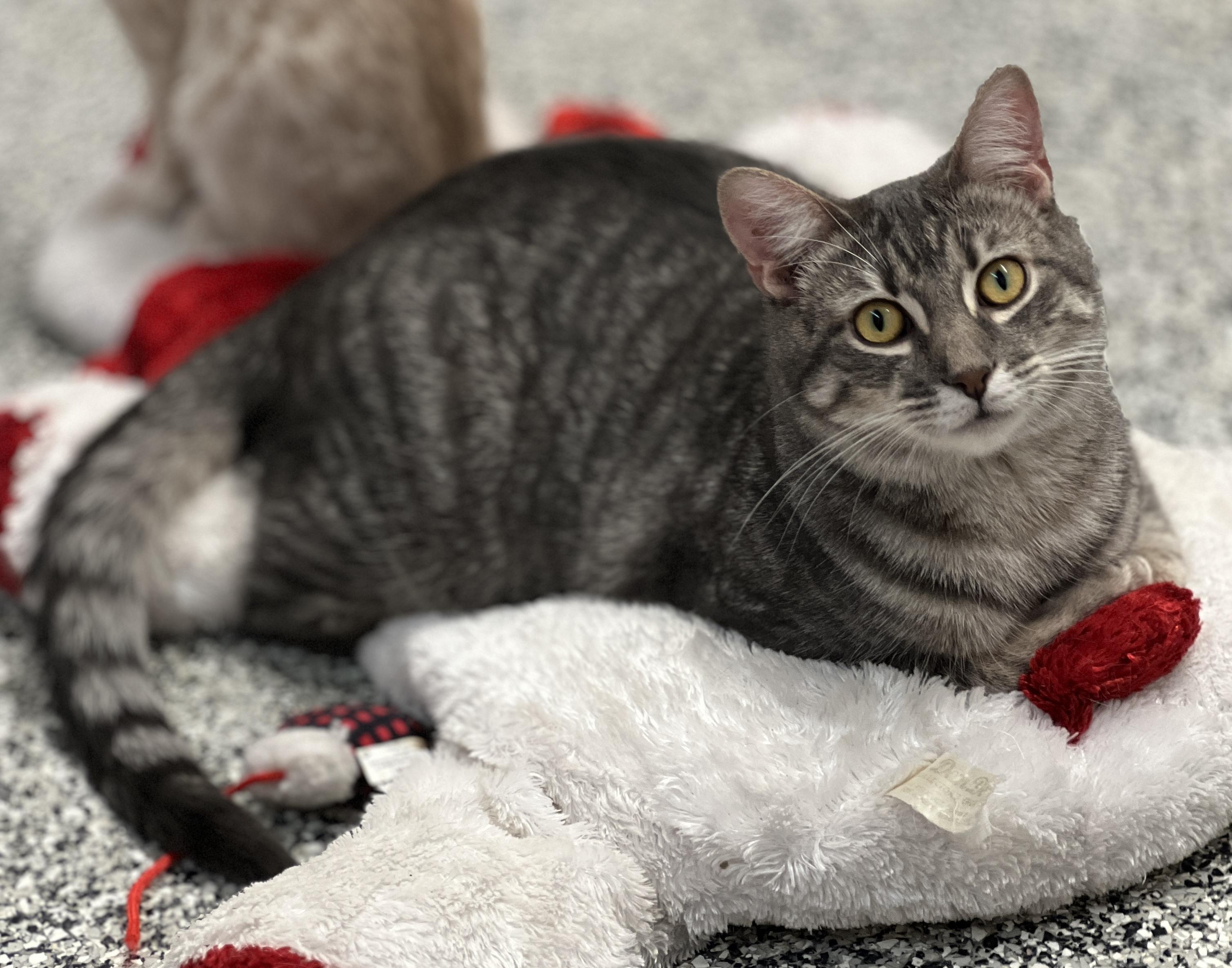 elijah, a Adoptable Domestic Short Hair in Sautee Nacoochee, GA image 4/6