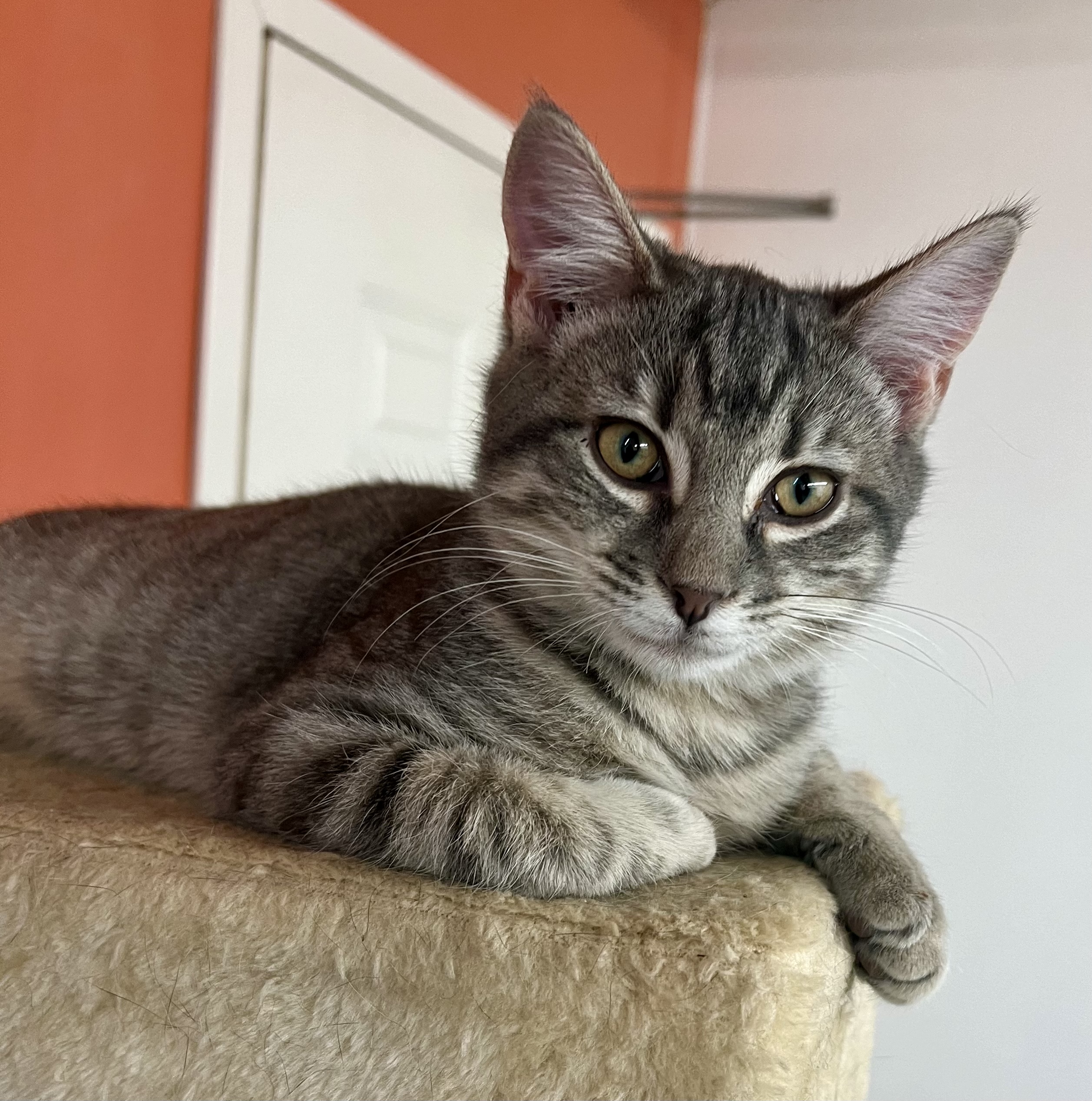 elijah, a Adoptable Domestic Short Hair in Sautee Nacoochee, GA image 6/6