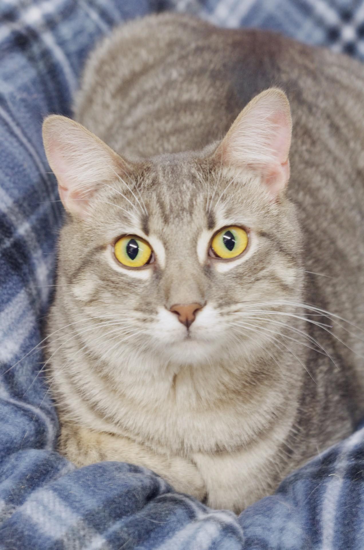 elijah, a Adoptable Domestic Short Hair in Sautee Nacoochee, GA image 1/6