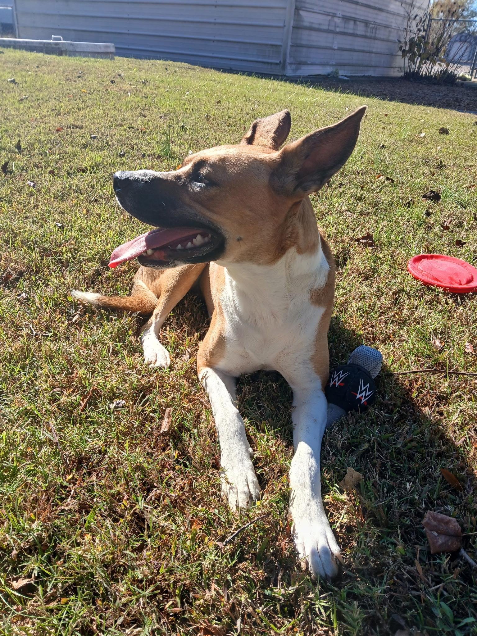 Enlarge Saffron, a Adoptable mixed breed in Woburn, MA image 2/6