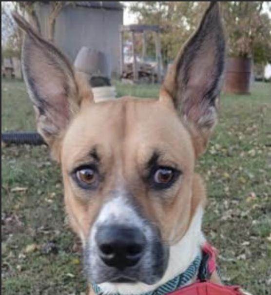 Enlarge Saffron, a Adoptable mixed breed in Woburn, MA image 1/6