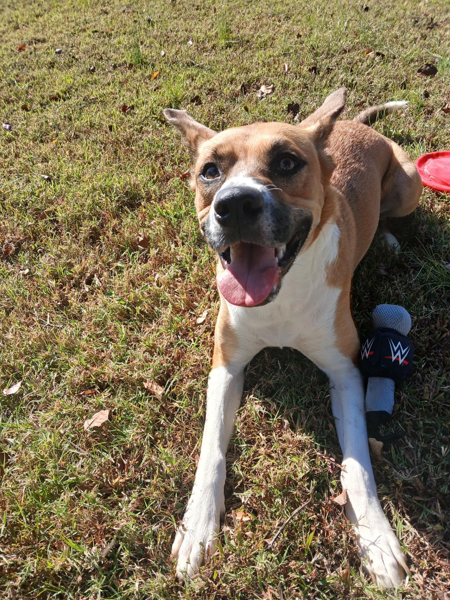 Enlarge Saffron, a Adoptable mixed breed in Woburn, MA image 6/6