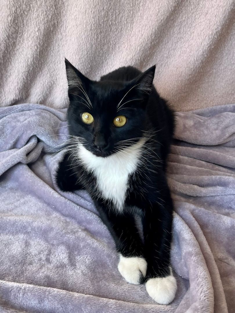 Bootsie, an adoptable Domestic Short Hair in Westchester, CA_image-1
