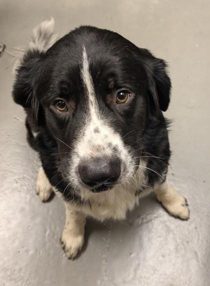 Enlarge Barney, an adopted mixed breed in Bellingham, WA image 1/1