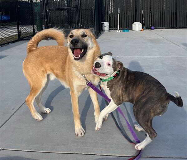 Ducky, a Adoptable mixed breed in Pleasant Grove, CA image 1/3