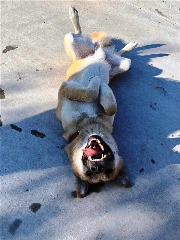 Ducky, a Adoptable mixed breed in Pleasant Grove, CA image 2/3