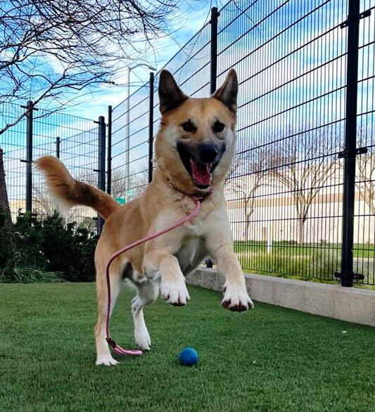 Ducky, a Adoptable mixed breed in Pleasant Grove, CA image 3/3