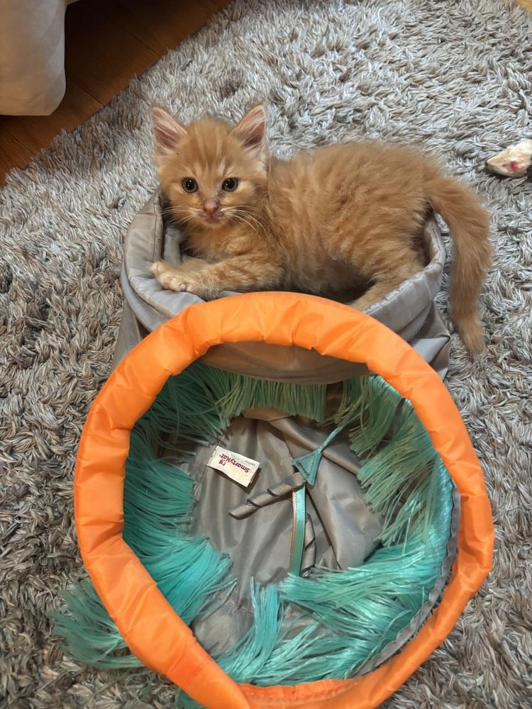 Mango, Adoptable, Kitten Female Domestic Long Hair.