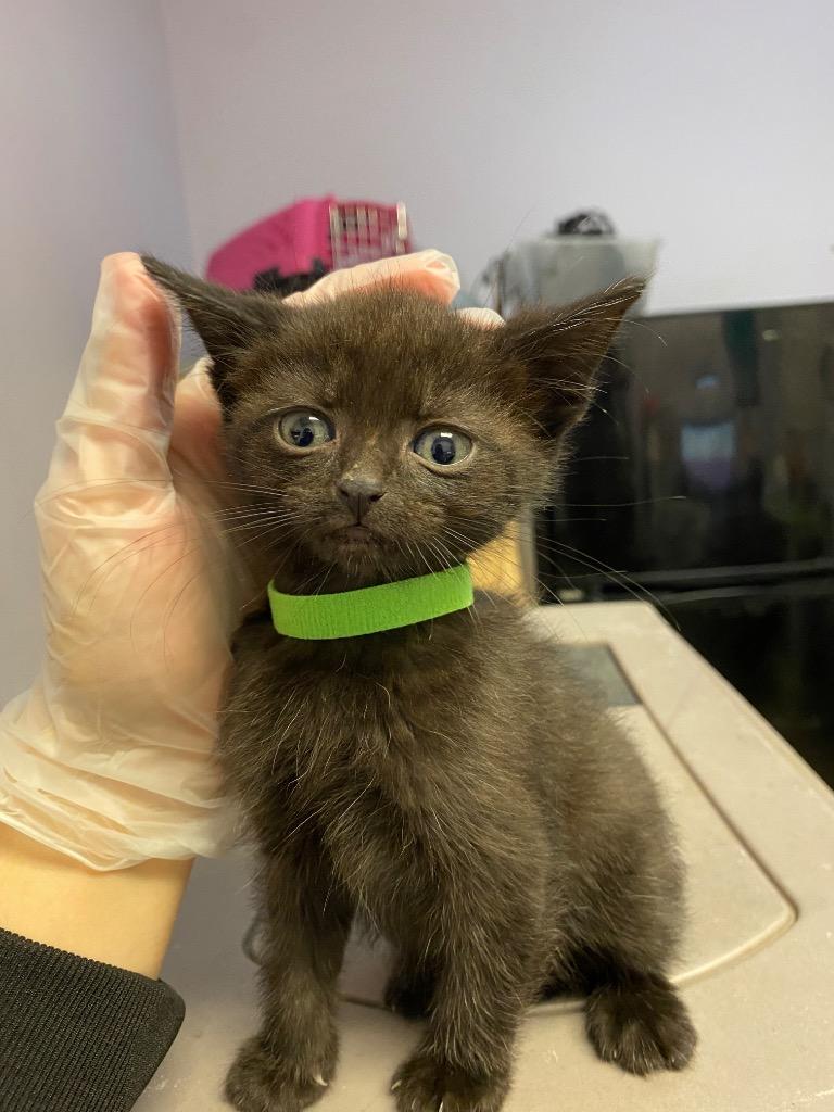 Salvatore, Adoptable, Kitten Female Domestic Short Hair.