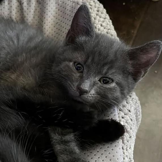 Pocket Lint, Adoptable, Kitten Male Domestic Short Hair.