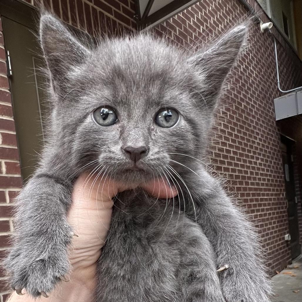Enlarge Pocket Lint, a Adoptable Domestic Short Hair in Asheville, NC image 2/2