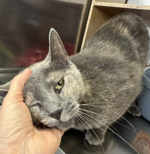 Enlarge Esmerelda, an adopted Domestic Short Hair in Cincinnati, OH image 5/5