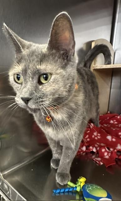 Enlarge Esmerelda, an adopted Domestic Short Hair in Cincinnati, OH image 1/5