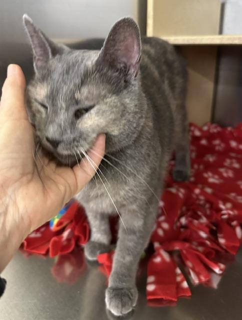 Enlarge Esmerelda, an adopted Domestic Short Hair in Cincinnati, OH image 4/5