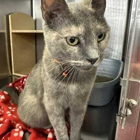 Enlarge Esmerelda, an adopted Domestic Short Hair in Cincinnati, OH image 2/5