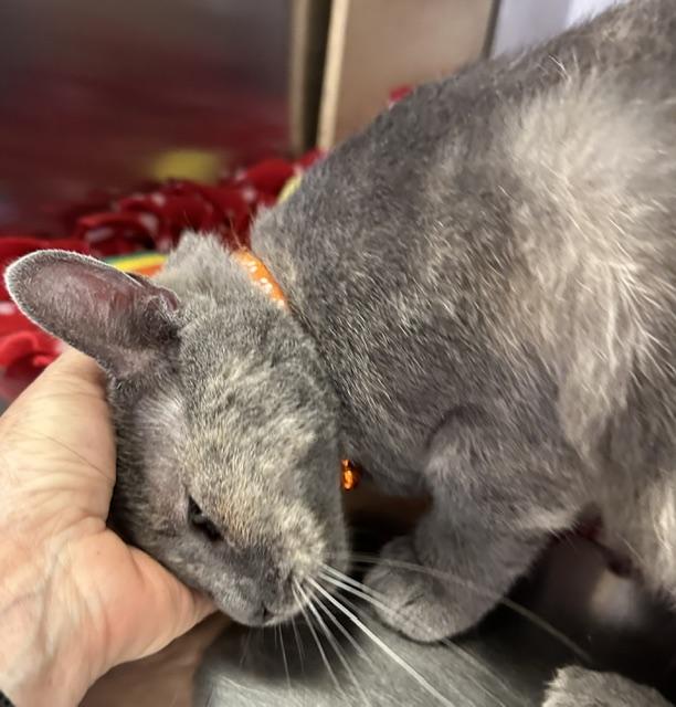 Enlarge Esmerelda, an adopted Domestic Short Hair in Cincinnati, OH image 3/5