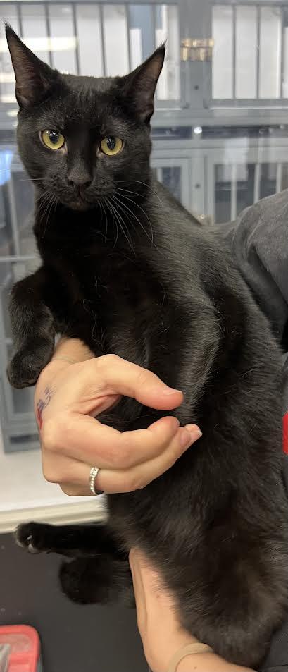 Enlarge Duke, a Adoptable Domestic Short Hair in South Elgin, IL image 4/4