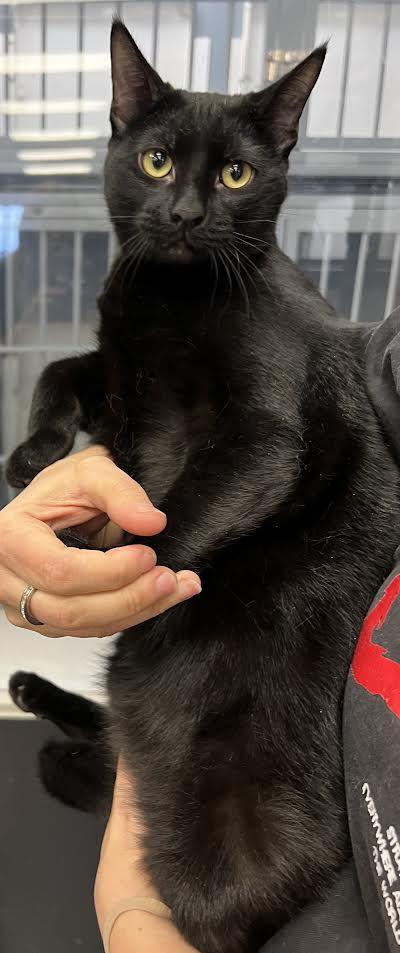 Enlarge Duke, a Adoptable Domestic Short Hair in South Elgin, IL image 3/4