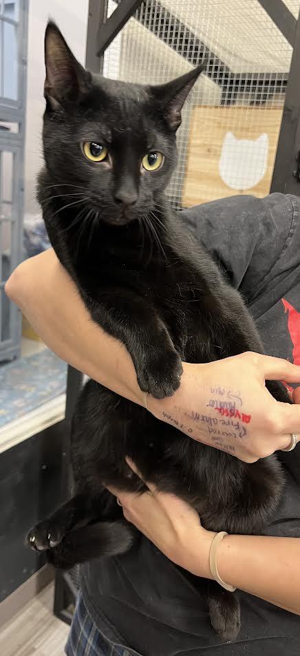 Enlarge Duke, a Adoptable Domestic Short Hair in South Elgin, IL image 1/4